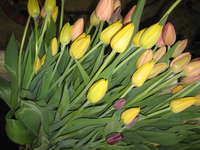 Spring_tulips