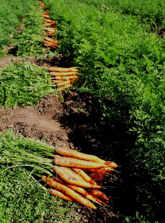 Piles_of_carrots