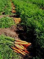 Piles_of_carrots