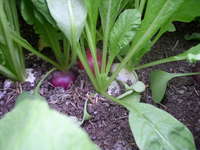 Purple_pink_and_white_radishes