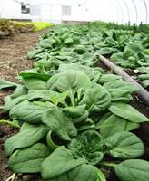 Hoophouse_spinach
